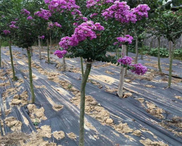 大埔防草布